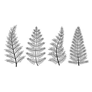 Botanical Leaf Line Art